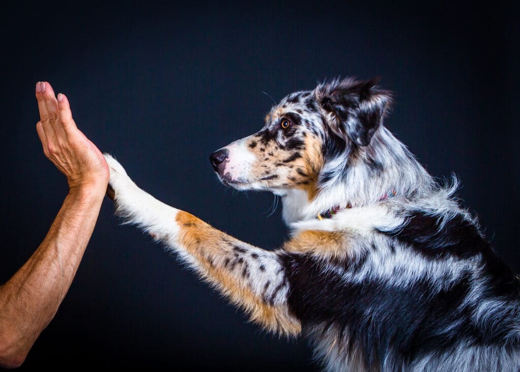 B2dog.de - Hund